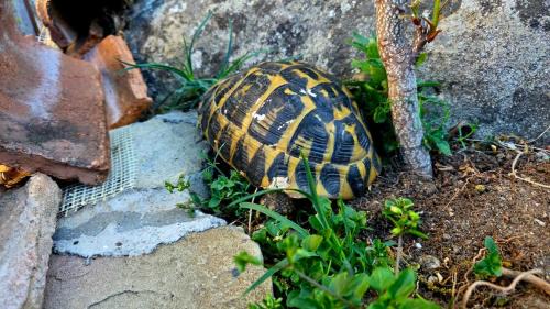 Pietrapertosa Bed & Breakfast | B&B L'Arenaria