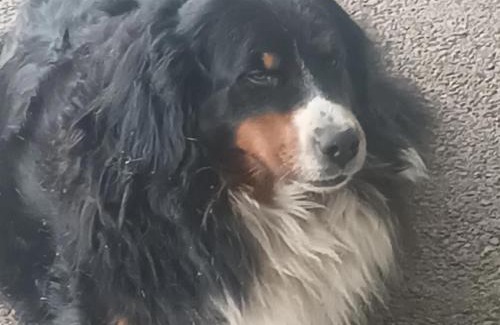 Birdhill House | Birdhill Farmhouse