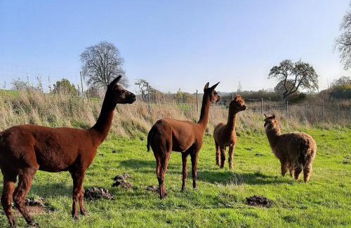 Carlow Apartment | Blaues Haus-Urlaub mit Alpakas oder nur eine schöne Unterkunft in der schaalseergion