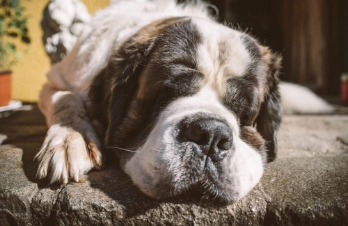 Sankt Gallen Cabin | Blockhäuschen am Laussabauerhof Umgeben von Wald und Wiesen - Auszeit pur