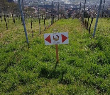 Woellstein Hotel | Boardinghouse Alte Bank