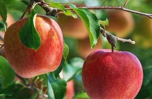 Mayrhof House | By Wolfsberger