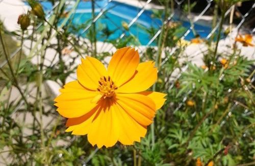 Santa Rosa de Calamuchita Apartment | Cabañas La Petunia