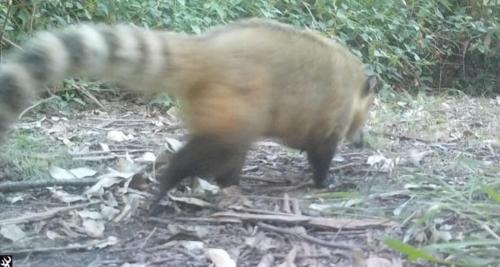 Pantano Grande Ski Chalet | Cabana no Rincão Gaia