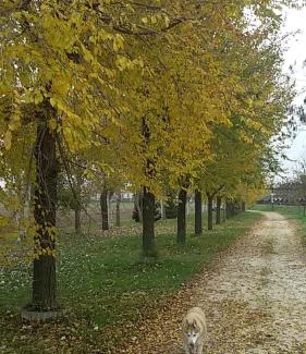 Mira House | Camera privata vicino a Venezia in aperta campagna