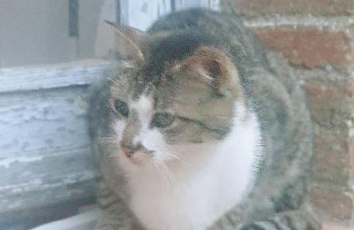 Cenicientos House | Casa en campo para desconectar en Madrid con Animales