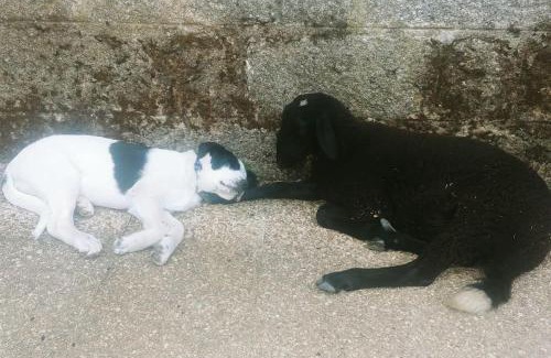 Cenicientos House | Casa en campo para desconectar en Madrid con Animales