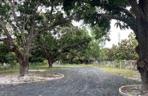 Cam Lam House | Casa Mango 1