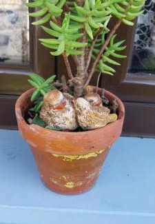 Carvoeira House | Casa Odélia