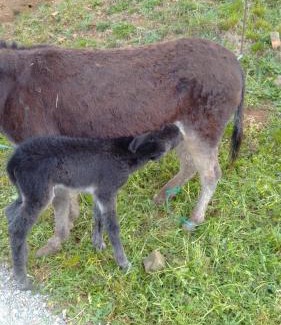Villacarriedo House | Casa Rural Costalisa