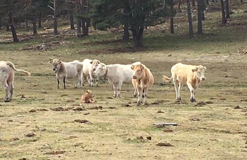 Lumbreras Apartment | Casa Rural Senderismo