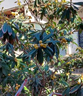 Monte Po-Nesima-San Leone-Rapisardi House | Casa vacanze Il Nespolo