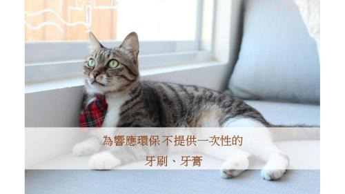 South Beach Bed & Breakfast | Cat at Greece