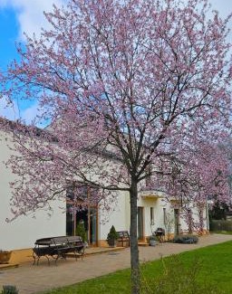 Prieros Hotel | Cellino Hotel Prieros