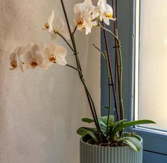 Celorico da Beira Apartment | CelloRico de Sabores - Alojamento Local