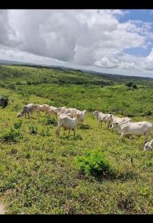 Riachao do Dantas House | Chacara Suíça sergipana