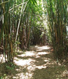 Sapiranga Other | Choupana das Araucárias