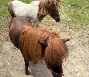 Olszanica House | Cicha Dolina