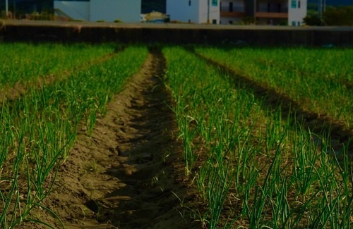 Checheng Bed & Breakfast | Clare Holiday B&B