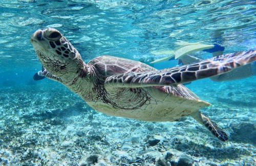 Amami Hotel | Coral Palms