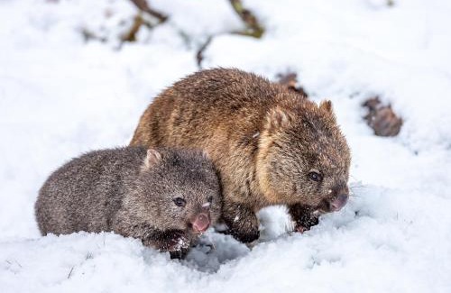 Cradle Mountain Hotel | Cradle Mountain Hotel