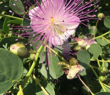 Pantelleria House | Dammusi IL SERRALH -Pantelleria-