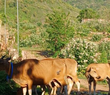 Hu'u House | Dannyjuljolhomestay