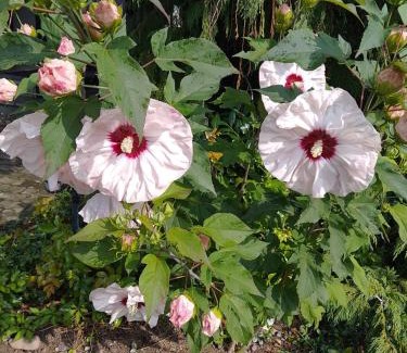 Kahl Apartment | Das kleine Lavendelhaus