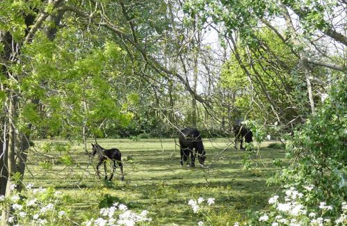 Ferwerd Bed & Breakfast | De Fryske Wyn