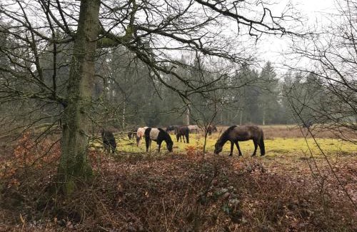 Municipality of Boxtel Bed & Breakfast | De Kempse Hoeve B&B