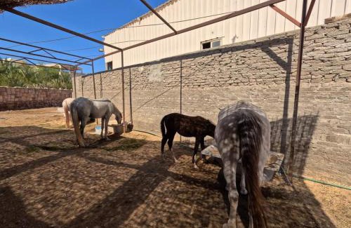 El Quseir Hotel | Dolphin Continental Hotel