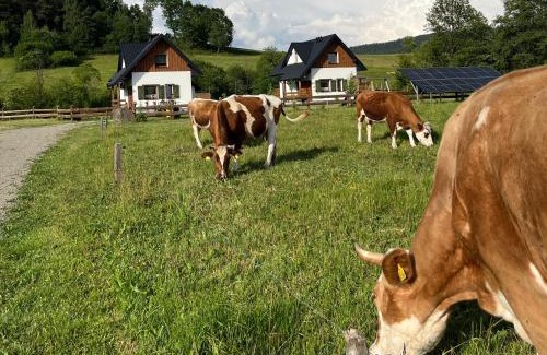 Regietow House | Domki nad rzeką- Smerekowiec