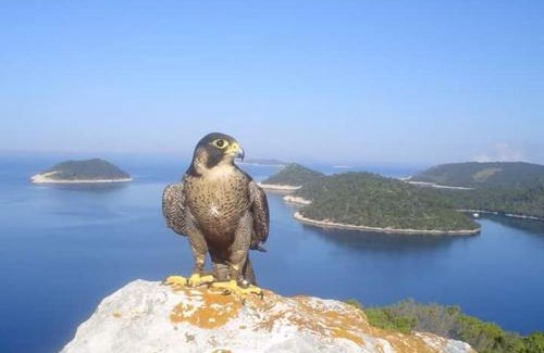 Ubli Apartment | Dragovoda bay