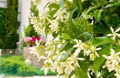 Consuegra House | El Patio de los Jazmines Boutique-House