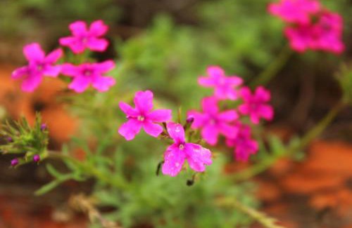 Bhor House | Elysian - The Blissful Stay - Bhutonde