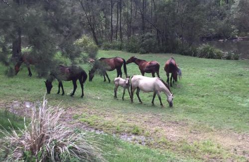 Tabulam Other | Emu Creek Retreat