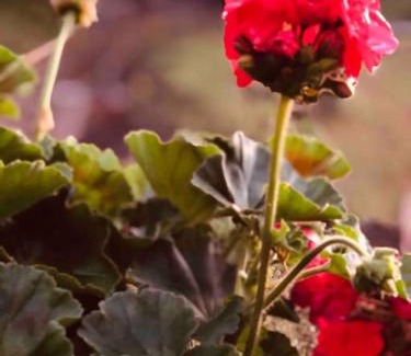 Montijos Apartment | Encantadora Cabaña Rural Vía al Teide