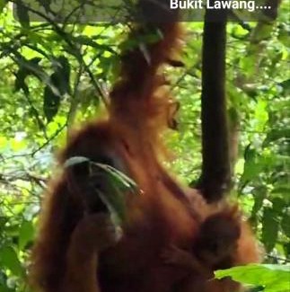 Bukit Lawang Hotel | ETALAUSER Jungle Gate EcoResort Bukit Lawang