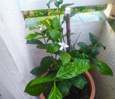 Elexalde Auzoa Apartment | Etxalo, apartamento con terraza en Gorliz