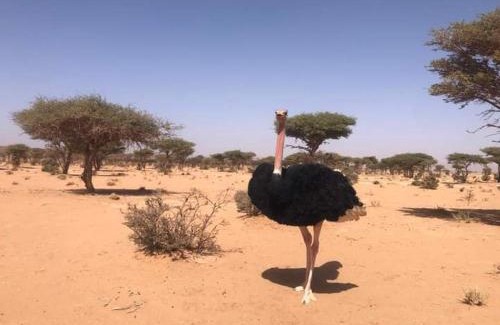 Zagora Other | Excreción erg chegaga 2 jour départ zagora 4x4