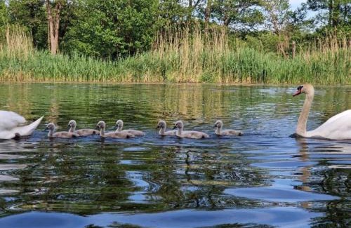 Muritz Boat Rental | Führerscheinfreies mobiles Hausboot