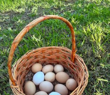 Diggers Rest House | Farm Stay, Feed Sheep & Relax