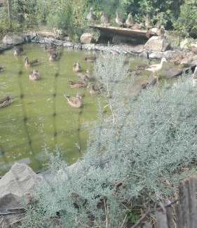 Bilje House | Farm stay Lackovic