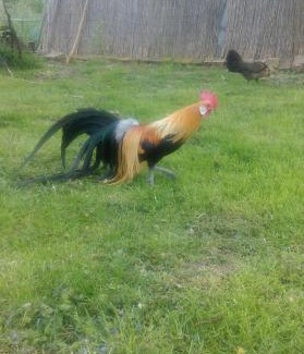 Bilje House | Farm stay Lackovic