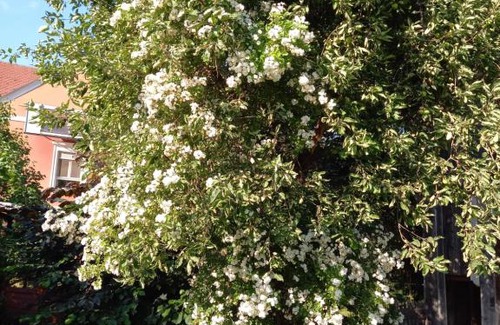 Altendorf Apartment | Ferienwohnung Murtal