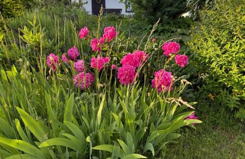 Hofamt Priel House | Ferienhaus Donaublick