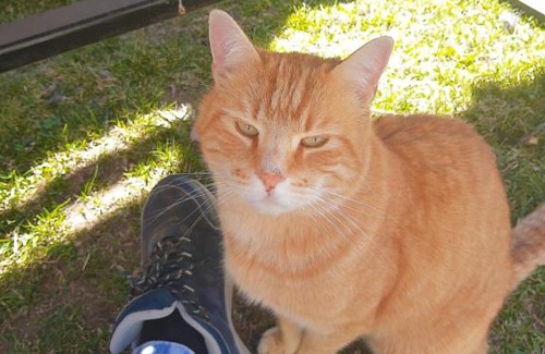 Teufenbach Apartment | Ferienhaus Georgie