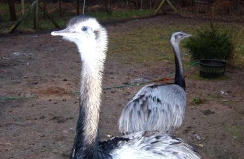 Guestrow Apartment | Ferienhaus Jägerswalde