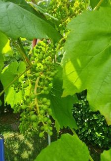 Neidenbach House | Ferienhaus Paul