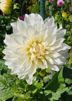 Zingst House | Ferienhaus-Windflüchter Hirtenweg 3B